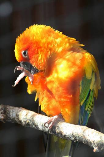 selva loro pájaro de cerca vida silvestre naturaleza zoológico vistoso