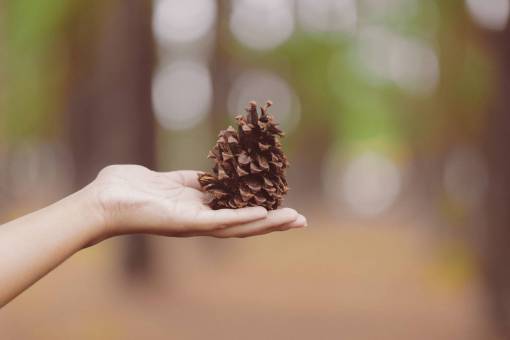 cone-shaped pine  cone  hand  palm  blur  bokeh
