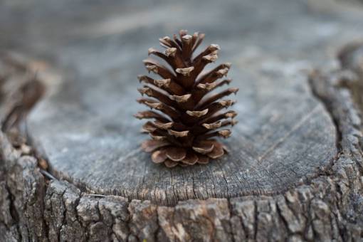 pinecone pinecone  plant  tree  wood  nature
