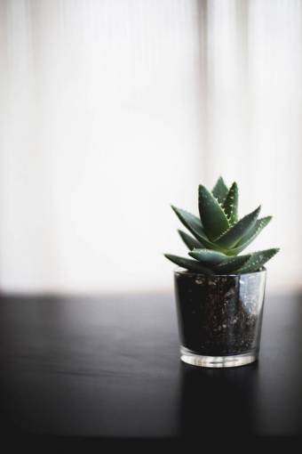 suelo planta bonsai mesa vidrio suelo cactus verde