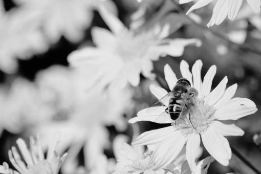 abejas plantas flor pétalos jardín al aire libre insecto abeja