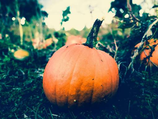 pump pumpkin  harvest  halloween  orange  nature  garden  agriculture
