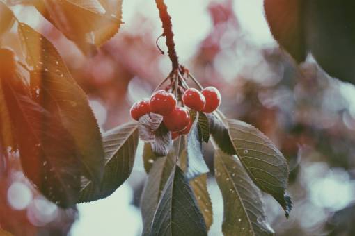 cosecha planta de hoja de árbol fresco de cereza de fruta roja