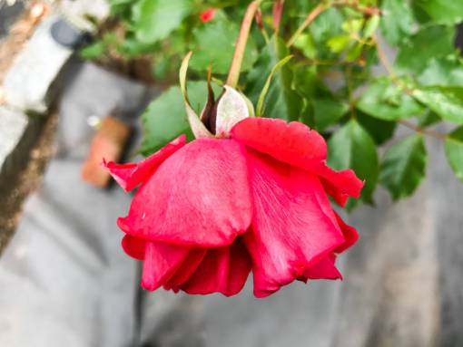 rosas rojas pétalo jardín de flores naturaleza planta