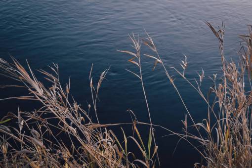 rio lago plantas aquáticas natureza
