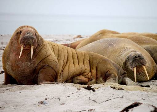 lion-head sea  lion  animal  rocks  coast
