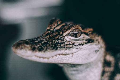 poisonous snake  wildlife  poison  eyes  amphibian  reptile

