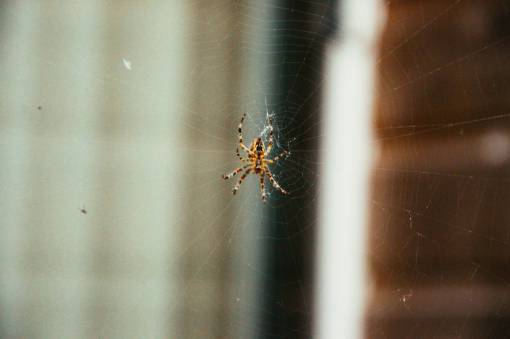 web telaraña insectos animales