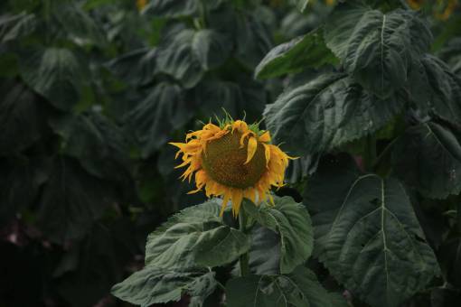sunflower-sunset sunflower  yellow  petal  field  farm  garden  nature