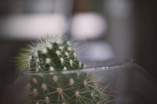 cactus thorn  cactus  green  plant  glass  jar
