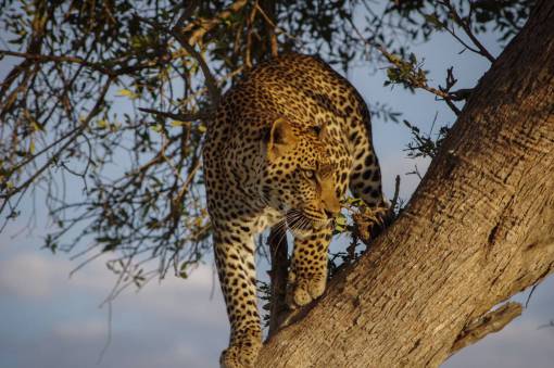 leopard tree  wood  nature  plant  animal  leopard  sky