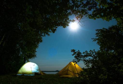 trees  plant  silhouette  nature  outdoor  night  moon