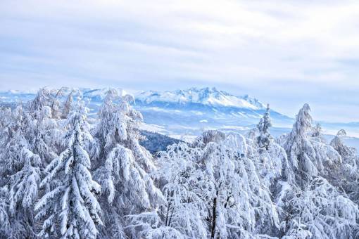 paisaje de invierno árboles plantas paisaje de montaña nieve invierno hielo