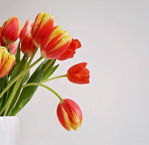 tulip tulip  flowers  vase  minimal  background  nature  plant