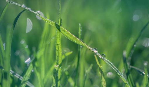 moisture water  droplets  grass  blur  bokeh  morning  dew