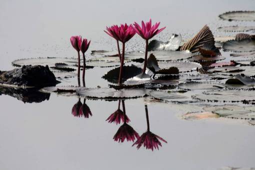 humedo nenúfar plantas flor naturaleza agua mojado hojas