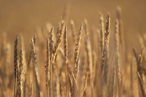 wheat wheat  background  autumn  nature  field  grass  agriculture