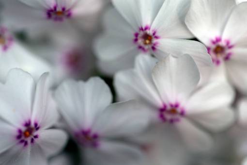 white  flowers  background  soft  focus  macro  flower