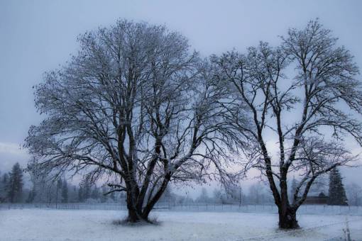 paisaje de invierno árboles de invierno amanecer amanecer nieve helada paisaje