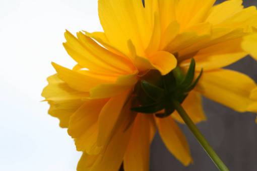 yellow  flower  close up  garden  fresh  nature  outdoors