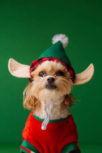dog Dog dressed as Christmas elf