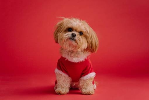 dog Dog dressed as Christmas elf