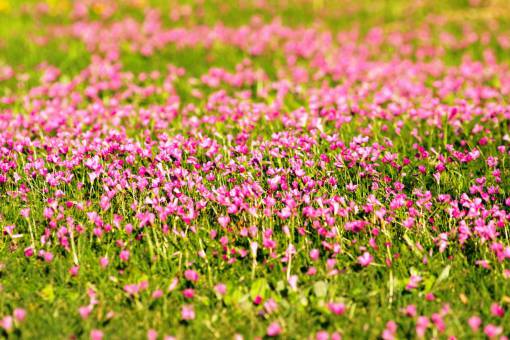 spring Field of purple wildflowers in spring