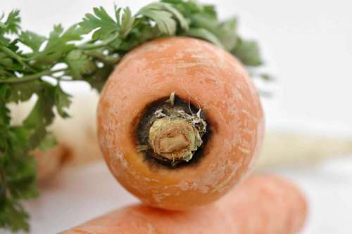 carrot-harvest carrot delicious parsley nutrition vegetable diet health ingredients healthy