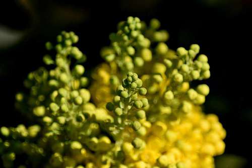 cluster flower garden blur blurry cluster spring vegetable plant yellow