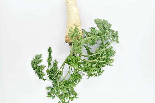 aromatic-coffee herb parsley vegetable leaf fresh aromatic cluster spice ingredients 
