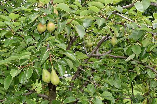 orchard orchard trees pears tree branch produce leaf agriculture fruit