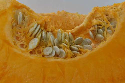 squash seed pumpkin squash orange yellow produce vegetable traditional health 