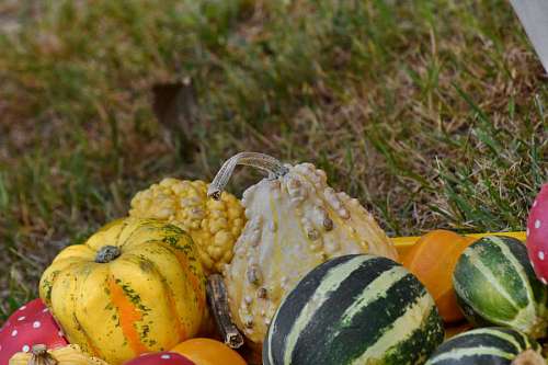 squash squash vegetable pumpkin nature agriculture farming outdoors leaf season