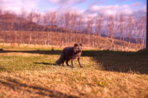 cachorro animal hierba árboles naturaleza perro cachorro soleado