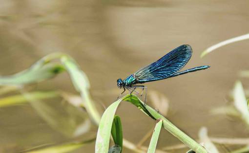 animales insectos libélula azul verde hermosas hojas