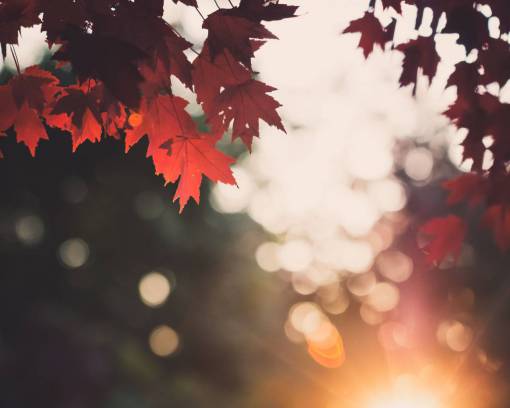 maple autumn  leaves  sunset  scene  forest  leaf  vibrant
