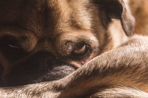 pug brown  pug  dog  animal  pet
