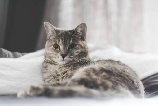 kitten cat  kitten  pet  animal  blur  bedroom  bed
