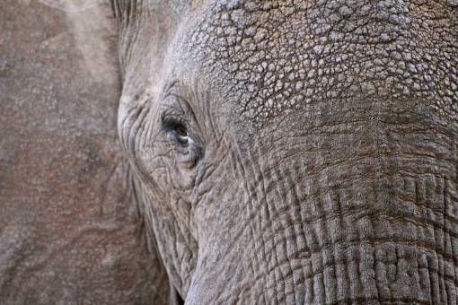 fauna silvestre elefante animal fauna de cerca ojos tronco piel