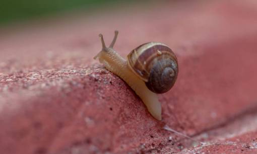 rastro gasterópodos caracol babosas arrastrándose naturaleza concha