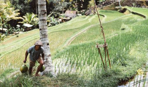 hut people  man  farming  coconut  tree  rice  field