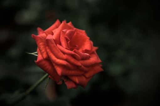 samsung red  rose  flower  garden  nature
