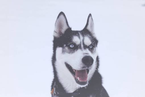 tongue snow  winter  white  cold  weather  ice  dog