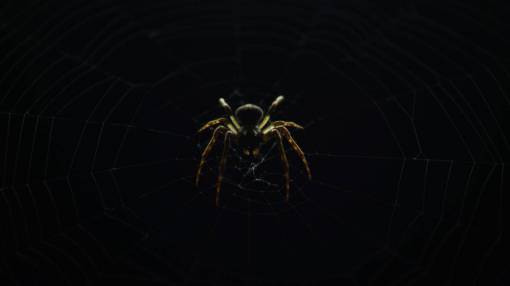 web araña insecto naturaleza web oscuro al aire libre noche