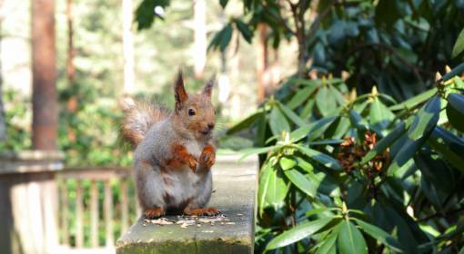 squirrel-expression squirrel  park  plants  outdoors  animal
