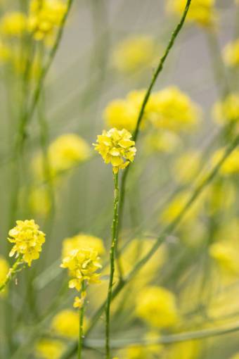 yellow  flowers  nature  small  garden  fresh  plants