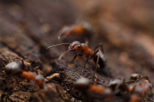 suelo hormiga, insecto, macro, cicatrizarse, suelo