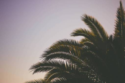 coconut coconut  tree  green  leaf  plant  nature  sky
