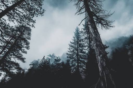 coniferous conifer  tree  forest  wood  dark  evening  fir