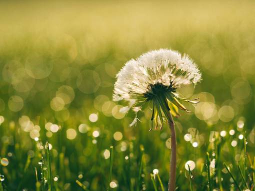 dandelion  flowers  garden  nature  green  grass  outdoors